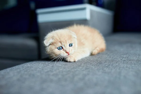 Odadaki Gri Koltuktaki Sevimli Kızıl Saçlı Kedi Evcil Kedi Meraklı — Stok fotoğraf