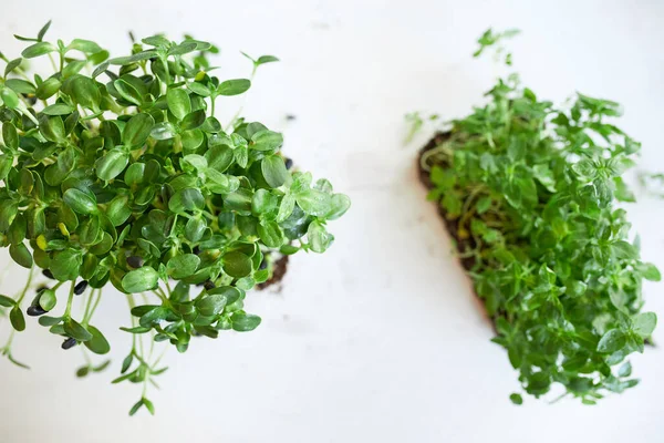 Mikrogrüne Sonnenblumen Und Basilikum Auf Weißem Hintergrund Vegane Mikrosonnenblumentriebe Wachsen — Stockfoto