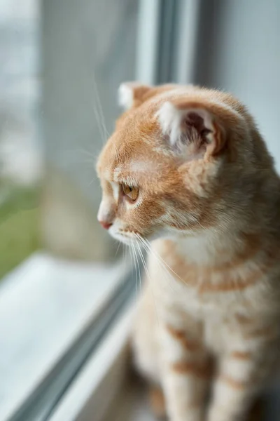 Joven Británico Taquigrafía Rayas Gato Rojo Sentarse Alféizar Ventana Mira — Foto de Stock