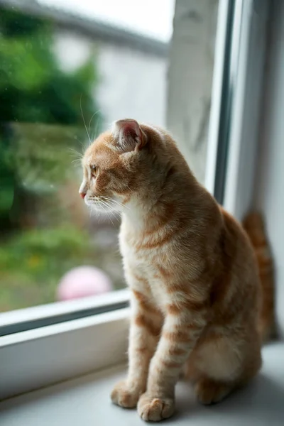 Jovem Britânico Shorthair Listrado Gato Vermelho Sentar Peitoril Janela Olha — Fotografia de Stock