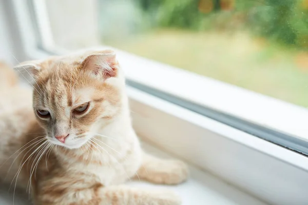 Jovem Britânico Shorthair Listrado Gato Vermelho Encontra Peitoril Janela Casa — Fotografia de Stock