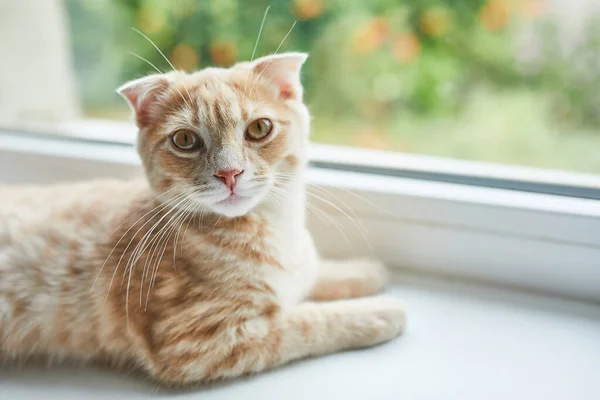 Jovem Britânico Shorthair Listrado Gato Vermelho Encontra Peitoril Janela Casa — Fotografia de Stock