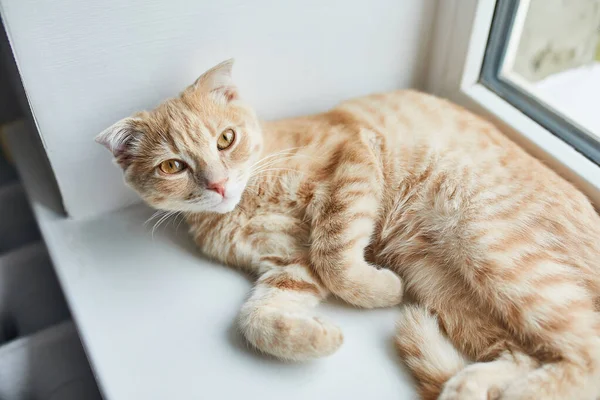 Jovem Britânico Shorthair Listrado Gato Vermelho Encontra Peitoril Janela Casa — Fotografia de Stock
