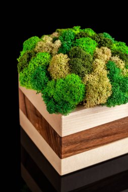 Modern Eko Dostu dekorasyonu tahtadan yapılmış ve stabilize moss bir ayna görüntüsü ile siyah bir arka plan üzerinde renkli. Eğilim 2019.