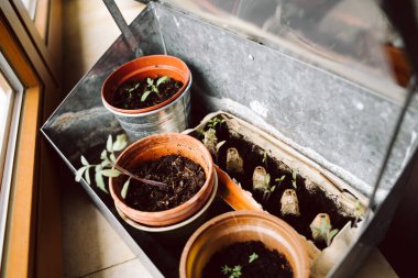 evde yetişen sebzeler ve otlar - taze yeniden saksıya konmuş