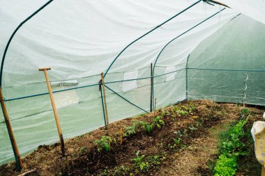 ev yapımı salata yeşili ve taze yeniden saksı