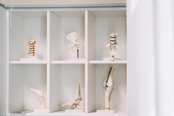 Tıp eğitimi için insan dizi, bacağı ve diğer kemikleri modeli — Stok fotoğraf
