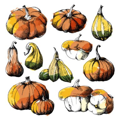 Kabaklar irili ufaklı farklı çeşitleri, el çizilmiş kroki, vektör kümesi. Tüm nesneleri izole edilmiştir.