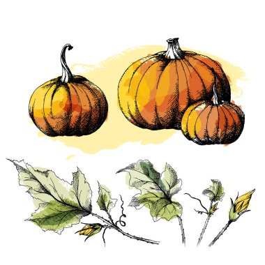 Kabak irili ufaklı, elle çizilmiş kroki, ayrı bir dizi ile vektör bırakır. Tüm nesneleri izole edilmiştir.