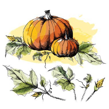 Kabak irili ufaklı, elle çizilmiş kroki, ayrı bir dizi ile vektör bırakır. Tüm nesneleri izole edilmiştir. Hasat Festivali koleksiyonu, sonbahar illüstrasyon. Suluboya blob taklit.