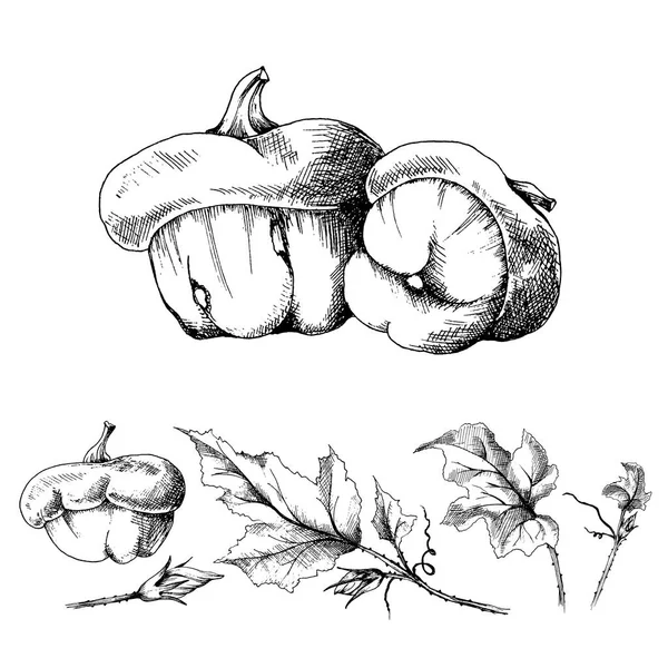 Pumpkins Varieties Turban Hand Drawn Sketch Vector Set Separate Leaves — Stock Vector