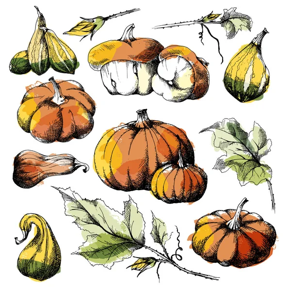 Ensemble Citrouilles Différentes Variétés Grandes Petites Avec Des Feuilles Séparées — Image vectorielle