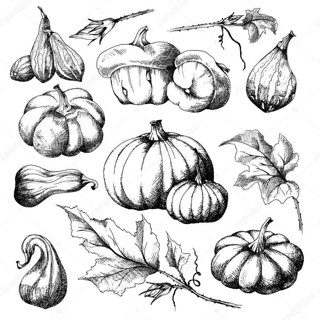 Set of Pumpkins different varieties, big and small with a separate leaves, hand drawn sketch, vector. All