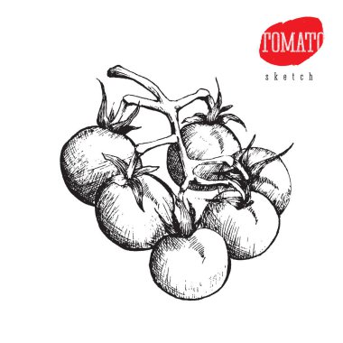 Bir daldaki büyük domateslerin izole vektör çizimi