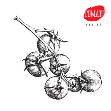 Bir daldaki büyük ve küçük domateslerin izole vektör çizimi