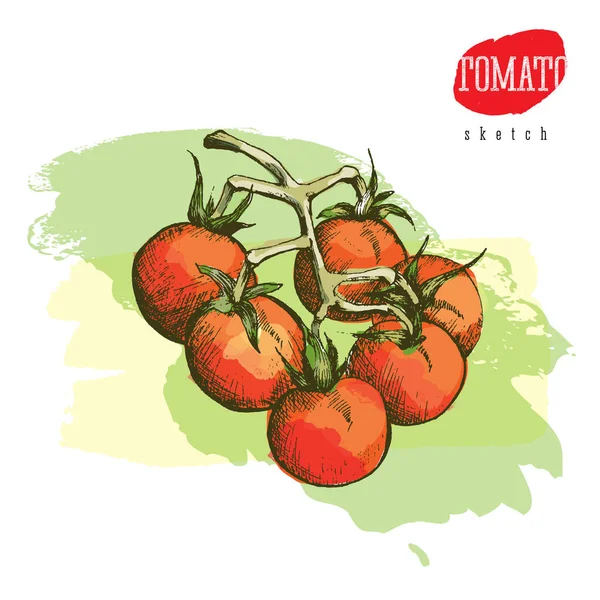 Dibujo Color Vectorial Aislado Los Tomates Una Rama — Vector de stock