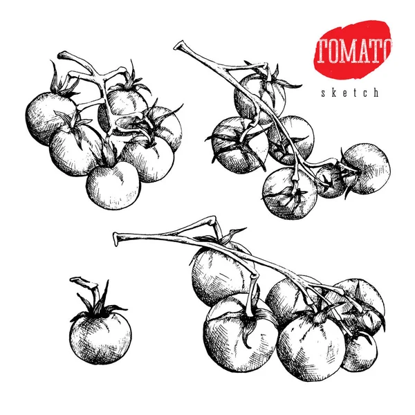 Ensemble Croquis Vectoriels Isolés Une Seule Tomate Tomates Sur Une — Image vectorielle