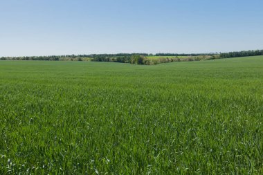Buğday alan açık güneşli bir mavi gökyüzü altında