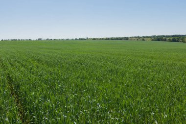 Buğday alan açık güneşli bir mavi gökyüzü altında