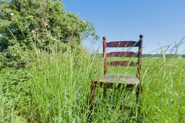 bir crowberry çiçek açması Kuşburnu ile yeşil buğday alanında Otoban kenarında altın maun sandalye