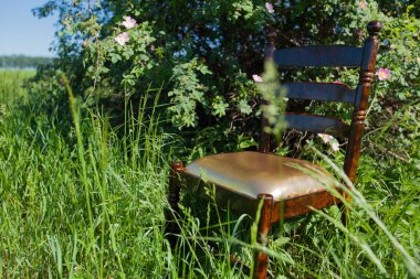 bir crowberry çiçek açması Kuşburnu ile yeşil buğday alanında Otoban kenarında altın maun sandalye