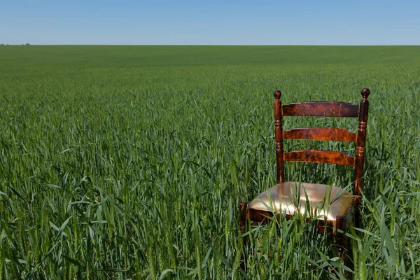 Mahogany Chair Golden Seat Green Wheat Field Clear Blue Sky — Stock Photo, Image