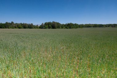 geç olabilir Ukrayna karayolu yeşil buğday alanında ve arka plan bakış açısı asansörde görünümü