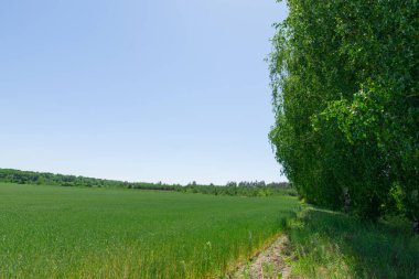 ön planda bir huş buğday alan arka plan bırakır
