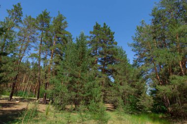 Yaz parlak güneşli bir günde iğne yapraklı orman eteklerinde