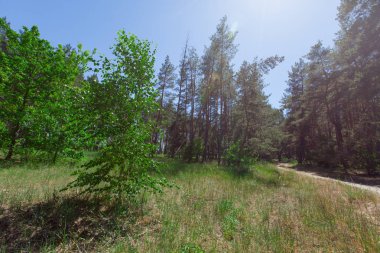 ön planda bir iğne yapraklı orman kum iz kenarına üzerinde genç huş ağacı