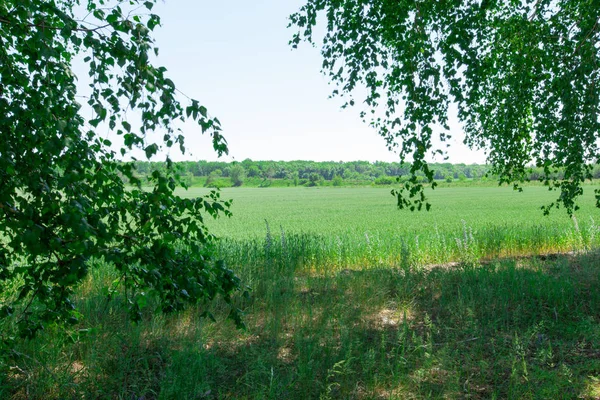 Planda Bir Huş Buğday Alan Arka Plan Bırakır — Stok fotoğraf