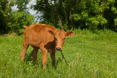 Bir zincir üzerinde doğal bir ortamda genç bir inek parlak güneşli bir günde yeşil çimenlerin üzerinde otlatma kadar bağlıdır