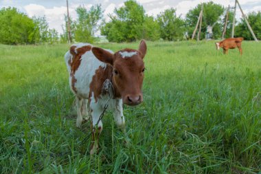 Bir zincir üzerinde doğal bir ortamda genç bir inek parlak güneşli bir günde yeşil çimenlerin üzerinde otlatma kadar bağlıdır