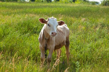 Bir arka ışık parlak güneşli bir günde bir ot bağlı bir zincir üzerinde doğal ortamda genç kaya balığı