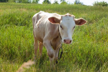 Bir arka ışık parlak güneşli bir günde bir ot bağlı bir zincir üzerinde doğal ortamda genç kaya balığı