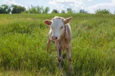 Bir arka ışık parlak güneşli bir günde bir ot bağlı bir zincir üzerinde doğal ortamda genç kaya balığı
