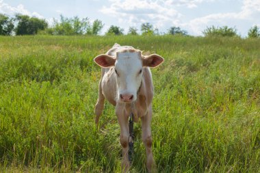Bir arka ışık parlak güneşli bir günde bir ot bağlı bir zincir üzerinde doğal ortamda genç kaya balığı