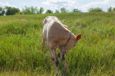 Bir arka ışık parlak güneşli bir günde bir ot bağlı bir zincir üzerinde doğal ortamda genç kaya balığı