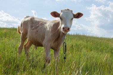 Bir arka ışık parlak güneşli bir günde bir ot bağlı bir zincir üzerinde doğal ortamda genç kaya balığı
