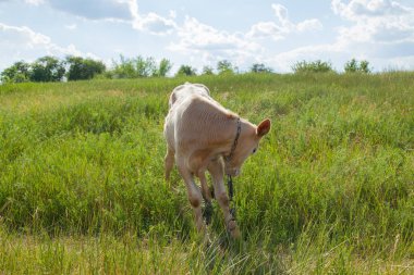 Bir arka ışık parlak güneşli bir günde bir ot bağlı bir zincir üzerinde doğal ortamda genç kaya balığı
