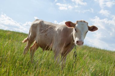 Bir arka ışık parlak güneşli bir günde bir ot bağlı bir zincir üzerinde doğal ortamda genç kaya balığı