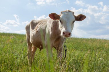 Bir arka ışık parlak güneşli bir günde bir ot bağlı bir zincir üzerinde doğal ortamda genç kaya balığı