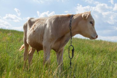 Bir arka ışık parlak güneşli bir günde bir ot bağlı bir zincir üzerinde doğal ortamda genç kaya balığı