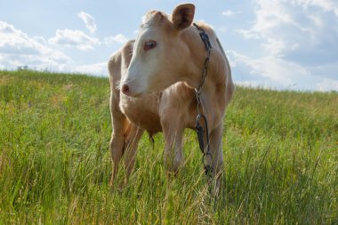 Bir arka ışık parlak güneşli bir günde bir ot bağlı bir zincir üzerinde doğal ortamda genç kaya balığı