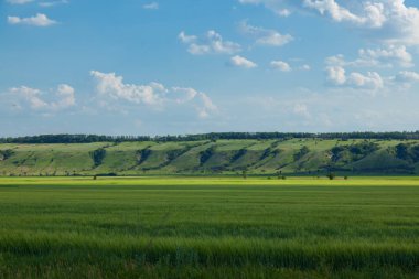 bir arka plan beyaz bulutlar çok ufukta ravines ile ve önünde bir tepe ile mavi gökyüzü, yeşil buğday alan yaz güneşli gün