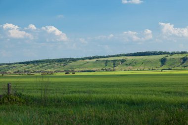 bir arka plan beyaz bulutlar çok ufukta ravines ile ve önünde bir tepe ile mavi gökyüzü, yeşil buğday alan yaz güneşli gün