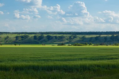 bir arka plan beyaz bulutlar çok ufukta ravines ile ve önünde bir tepe ile mavi gökyüzü, yeşil buğday alan yaz güneşli gün