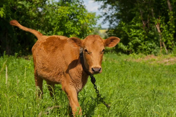 Bir zincir üzerinde doğal bir ortamda genç bir inek parlak güneşli bir günde yeşil çimenlerin üzerinde otlatma kadar bağlıdır