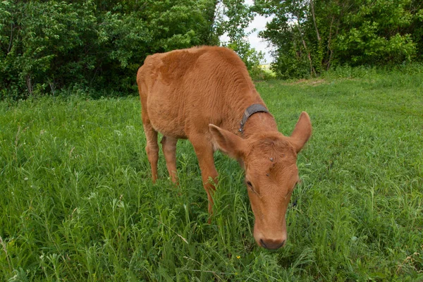 Young Cow Natural Environment Chain Tied Grazing Green Grass Bright — Stock Photo, Image