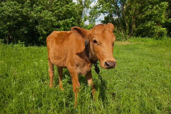 Bir zincir üzerinde doğal bir ortamda genç bir inek parlak güneşli bir günde yeşil çimenlerin üzerinde otlatma kadar bağlıdır